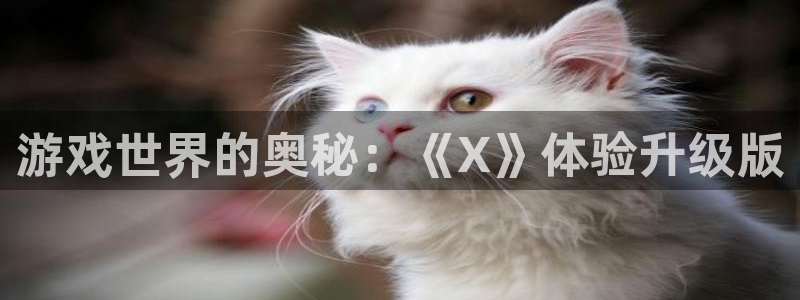 赢咖娱乐主管
